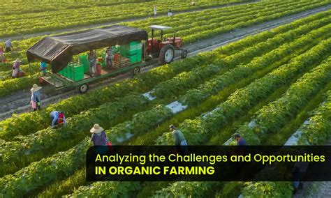 Organic Farming Analyzing Challenges And Opportunities In Depth