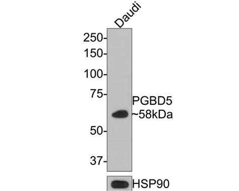 Pgbd5 Polyclonal Antibody Pa5 141035