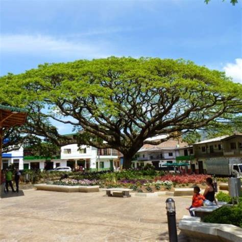 pohon trembesi  agro bejo tani