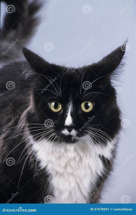 Maine Coon cat face stock image. Image of coon, face - 37578391