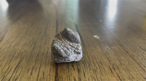 Is this a fossil? It looks like a little poop but it is a rock. Any ideas? : r/fossils