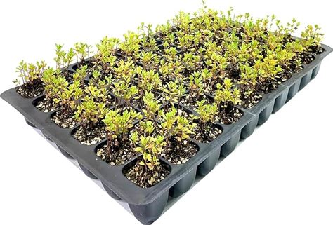 Wax Myrtle Dons Dwarf I 10 Live Plants I Myrica Cerifera