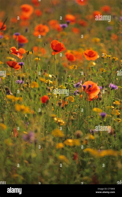 Papaver Rhoeas Champ De Coquelicots Rouge Jaune Et Violet Fleurs