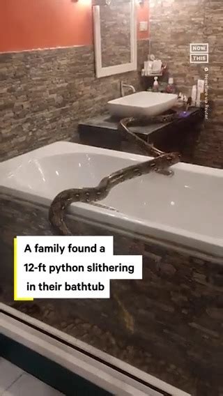 Nowthis On Twitter This Wild Footage Shows A 12 Foot Python Wandering Around A Womans