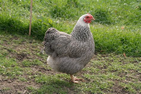 Wyandotte For Sale Chickens Breed Information Omlet