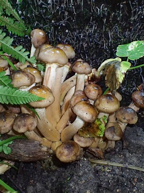 Armillaria Mellea Agg Honiggelber Hallimasch Artengr Flickr