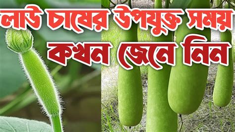 লাউ চাষের উপযুক্ত সময় কখন জেনে নিন Youtube