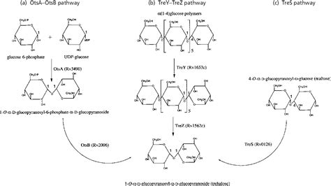 Figure 1 From Three Pathways For Trehalose Biosynthesis In Mycobacteria