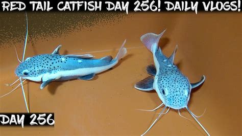 Day Daily Red Tail Catfish Vlog Watch Them Grow Youtube