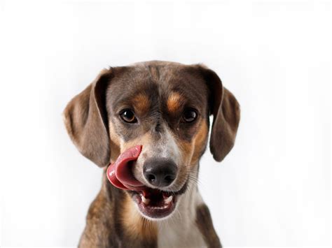 Why does my dog burp after eating? - Dr. Berg Pet food