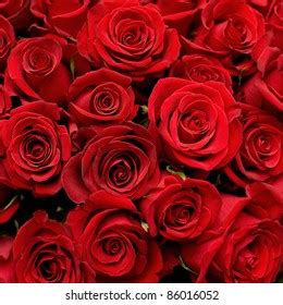 3,888 Red Roze Images, Stock Photos & Vectors | Shutterstock