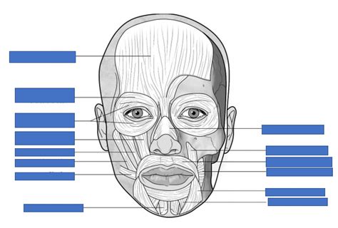 Muscles of Facial Expression Diagram | Quizlet