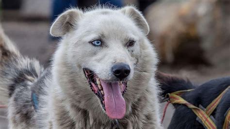 17 Beautiful Animals With Heterochromia (Photos)