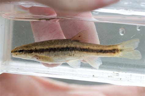 Western Blacknose Dace From Guelph On Canada On April At