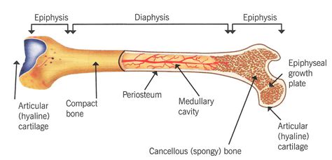 Gross And Microscopic Bone Structure Diagram Quizlet