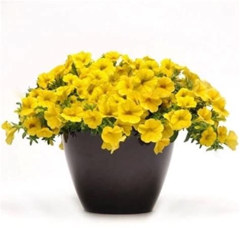 Calibrachoa Kabloom YELLOW - flowers seeds -The first Calibrachoa from ...