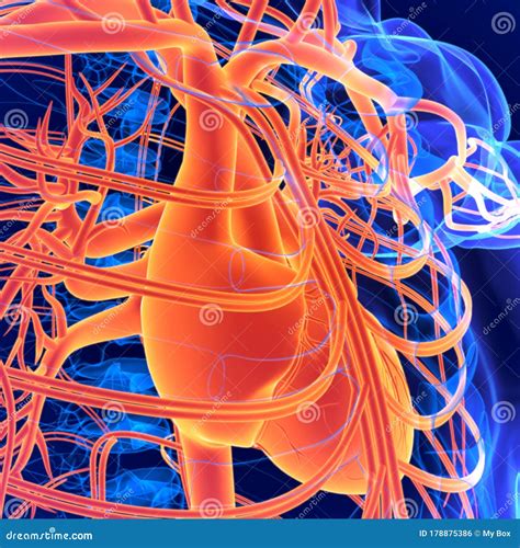 3d Illustration Human Circulatory System Anatomy Heart Stock