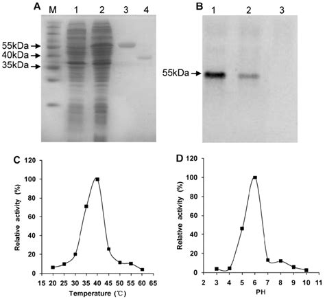 Western Blotting And Enzyme Activity Assay Of The Recombinant Protein