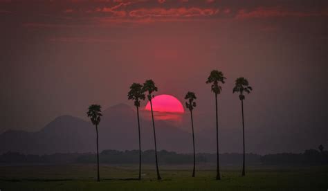 A sunset with palm trees in the foreground photo – Free Palakkad Image ...