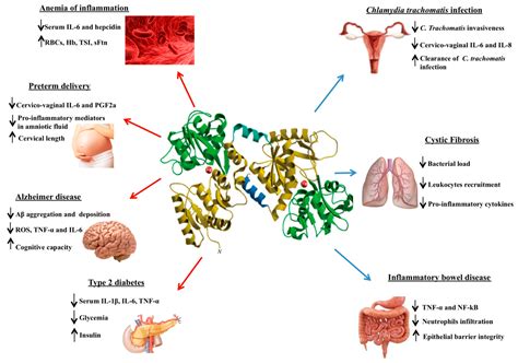 Molecules Free Full Text Lactoferrin In Aseptic And Septic Inflammation