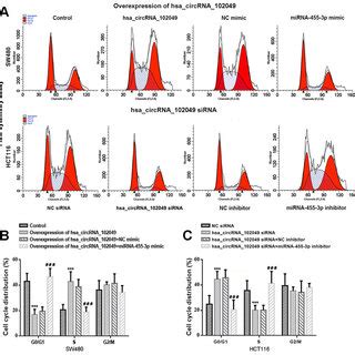 Hsa Circrna Overexpression Promotes Cell Cycle Entry In Sw