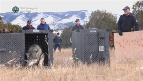 Colorado’s Historic Gray Wolves Reintroduction: A New Dawn