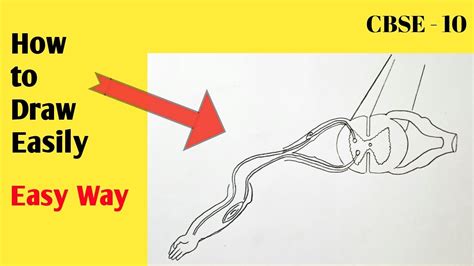 How To Draw Reflex Arc Easily Step By Step For Beginners