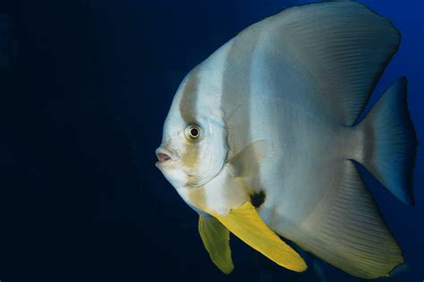 Pinnatus Batfish - Ultimate Care Guide | Fishkeeping World