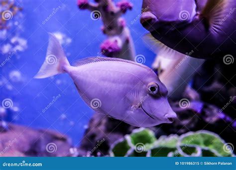 Naso Lituratus stock image. Image of animal, unicornfish - 101986315