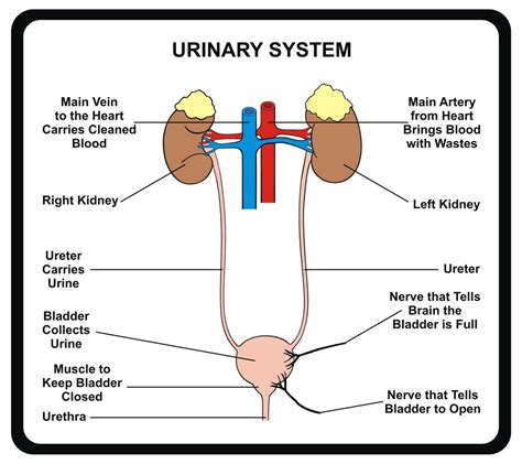 Simple Diagram Of The Urinary System 8 Facts About The Urina