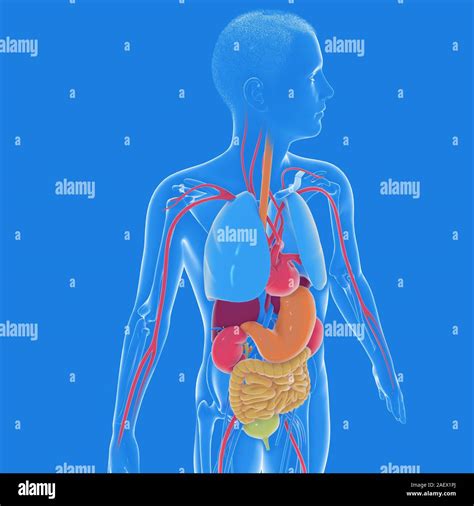 Ilustración 3d del interior de la anatomía del cuerpo humano