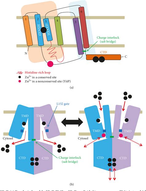 Figure From Function Structure And Transport Aspects Of Zip And Znt