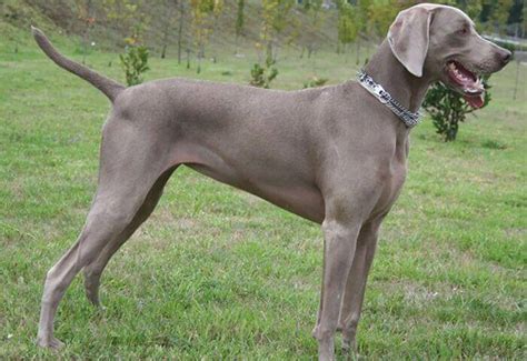 Perro Weimaraner Conoce A Fondo Al Braco De Weimar Y Sorprendete