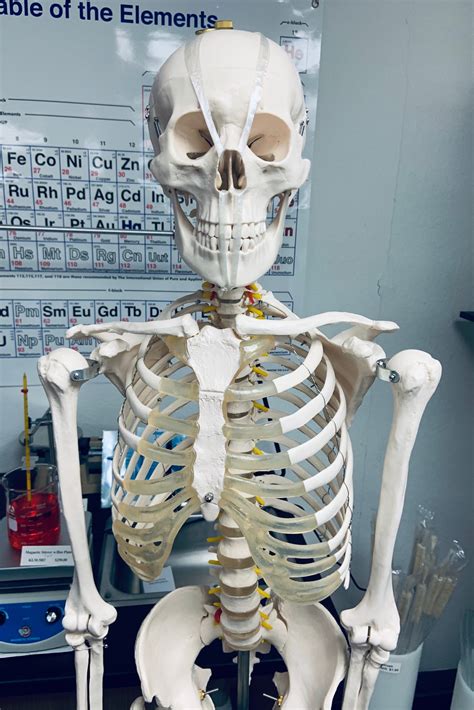 Life Size Skeleton Model KLM Bio Scientific