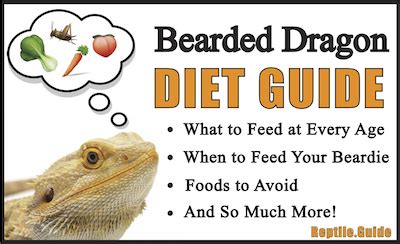 Bearded Dragon Diet & Nutrition Information - Reptile.Guide