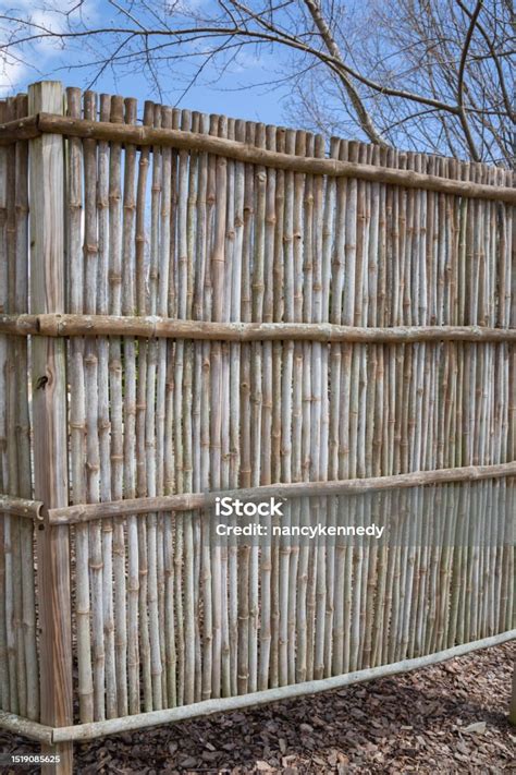 Bamboo Privacy Fence Stock Photo - Download Image Now - Bamboo ...