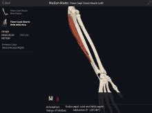 Flexor Carpi Ulnaris Wrist Flexion Flexor Carpi Ulnaris Wrist