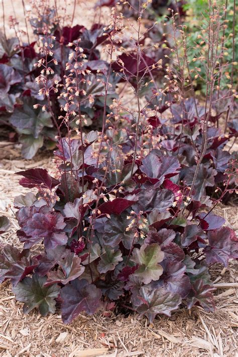 Heucheras Add A Deep Burgundy Color To Your Garden With This Perennial