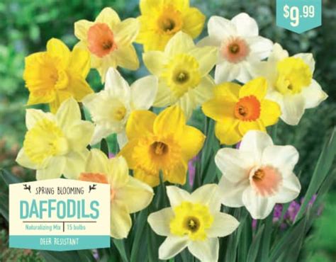 Garden State Bulb Daffodil Naturalizing Mixed Flower Bulbs 1 Ct Kroger