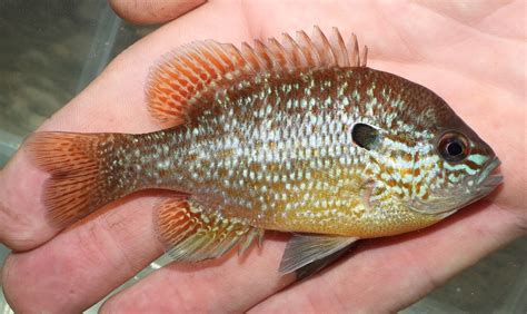 Longear Sunfish Lepomis Megalotis Koaw Nature Atelier Yuwa Ciao Jp