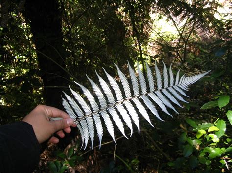 El Simbolo De Nueva Zelanda Una Hoja De Helecho Muy Tipic Flickr