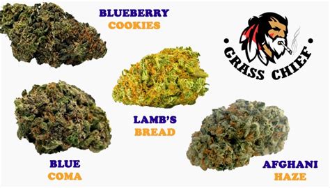 10 Must-Toke Cannabis Strains - Grass Chief Blog