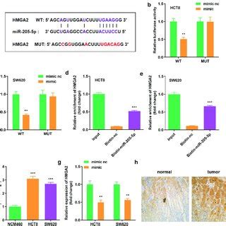 Mir P Directly Targeted Hmga A The Binding Sites Between Hmga