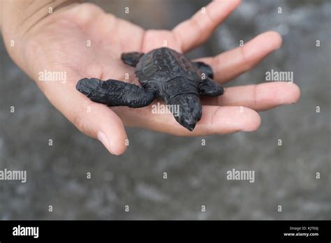 Olive Ridley Sea Turtle Hatchlings Released During Pawikan Festivalmorong Bataanphilippines