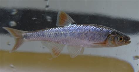 Scarlet Shiner Fishes Of The Upper Green River Ky · Inaturalist