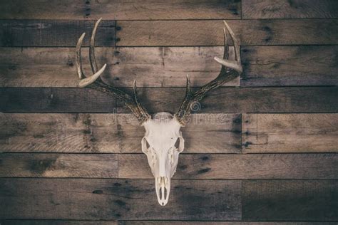 Whitetail Deer Buck European Mount Skull Stock Image Image Of Trophy Space 205714631