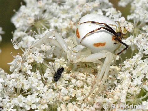 Ver Nderliche Krabbenspinne Bund Hessen