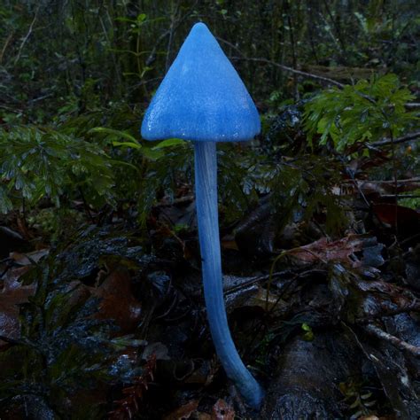 The Entoloma Hochstetteri on emaze