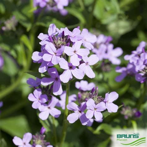 Hesperis Matronalis Von Bruns Pflanzen