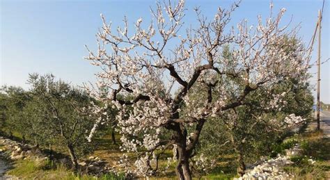 Xylella Nuovo Ceppo Del Batterio Killer Scoperto Nel Barese